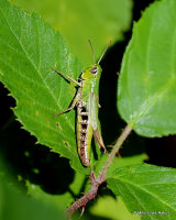Meadow Grasshopper (Pseudochorthippus parallelus) F