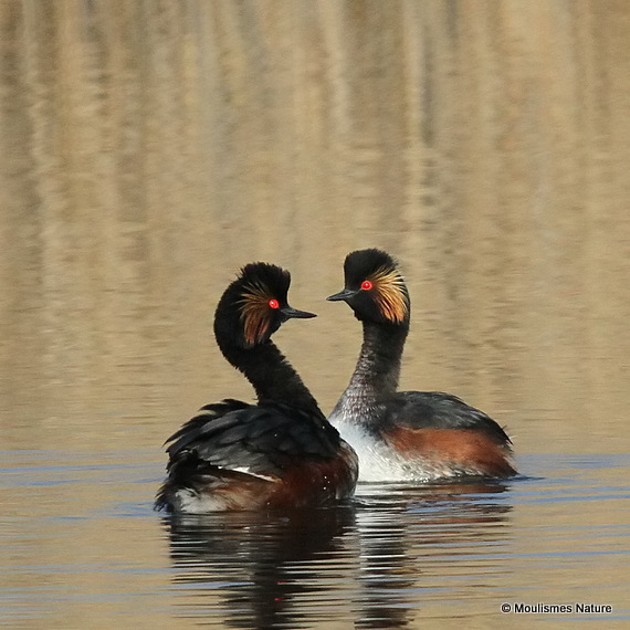 Black-necked Grebes (Podiceps nigricollis) Ad-S