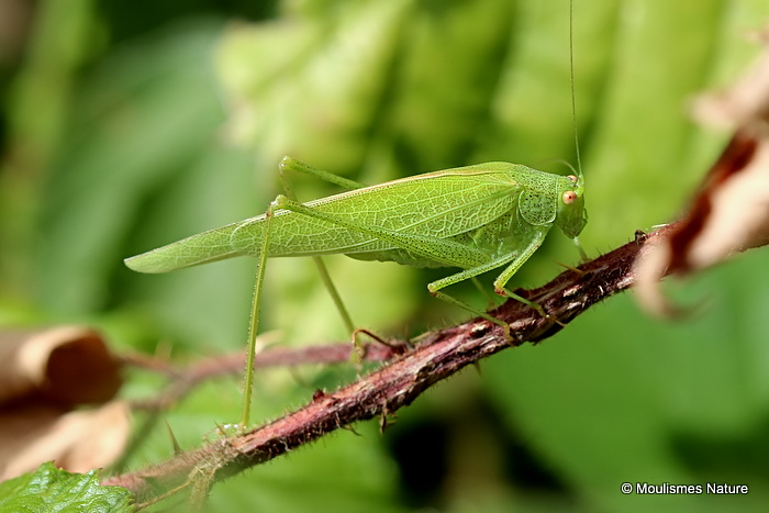 Sickle-bearing Bush-cricket (Phaneroptera falcata) F