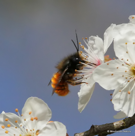 Mason bee sp. Osmia cornuta