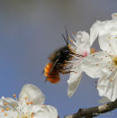 Mason bee sp. Osmia cornuta