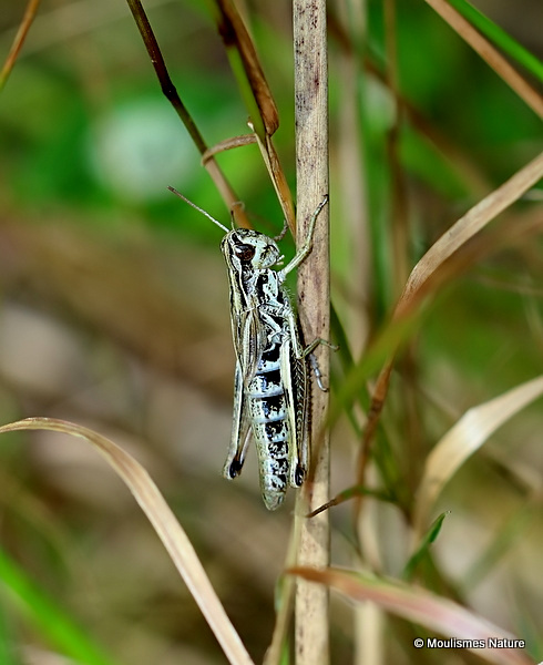 Meadow Grasshopper (Pseudochorthippus parallelus) F