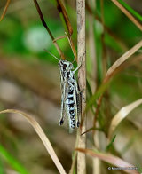 Meadow Grasshopper (Pseudochorthippus parallelus) F