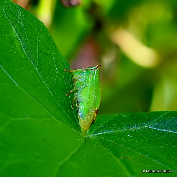 Buffalo Treehopper (Stictocephala bisonia)