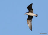 L. fuscus 1st-winter