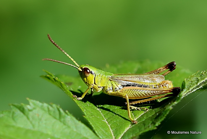 Meadow Grasshopper (Pseudochorthippus parallelus) M