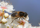 Eristalis pertinax (Tapered Dronefly) M