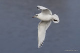 L. melanocephalus 2nd-winter