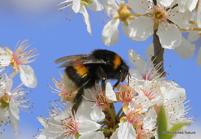 Bombus terrestris/B. lucorum