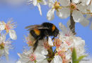 Bombus terrestris/B. lucorum