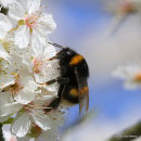 Bombus terrestris/B. lucorum