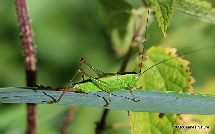 Long-winged Conehead (Conocephalus fuscus) F nymph