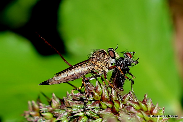 Robber fly (Asilidae) sp.