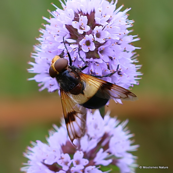 Volucella pellucens (Large Pied Hoverfly) F