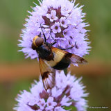 Volucella pellucens (Large Pied Hoverfly) F