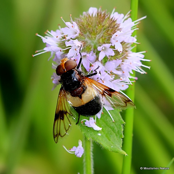 Volucella pellucens (Large Pied Hoverfly) F