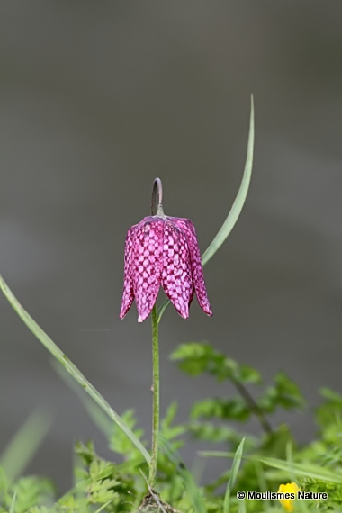 <em>Fritillaria meleagris</em>