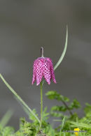 <em>Fritillaria meleagris</em>