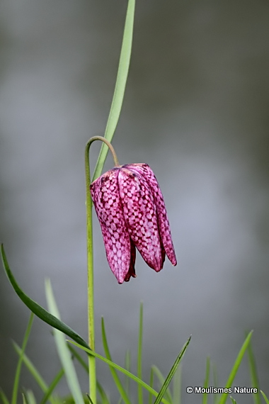 <em>Fritillaria meleagris</em>