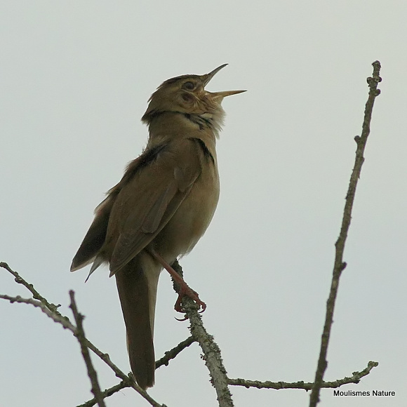 Savi's Warbler (Locustella luscinioides)