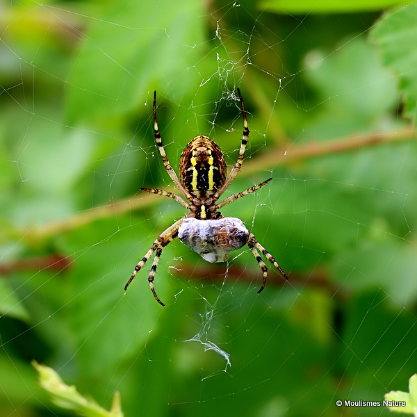 Wasp Spider (Argiope bruennichi)