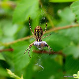Wasp Spider (Argiope bruennichi)