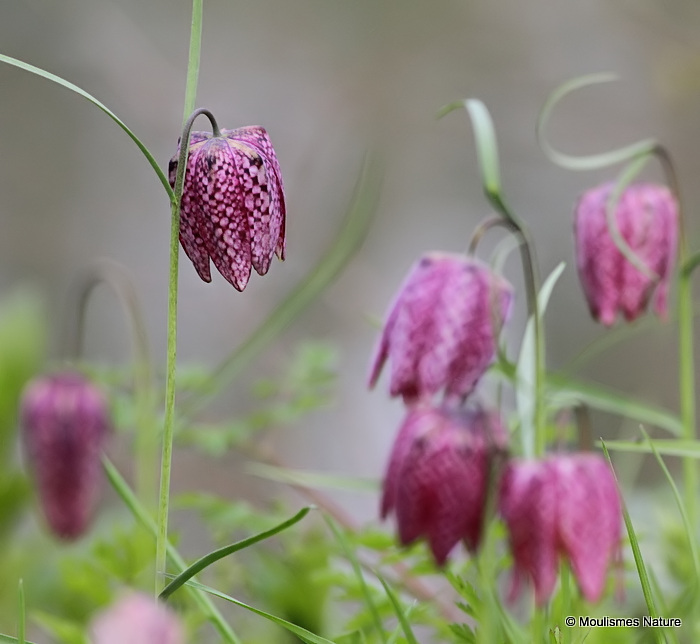 <em>Fritillaria meleagris</em>