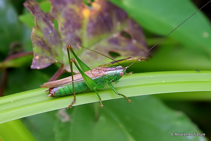 Long-winged Conehead (Conocephalus fuscus) M