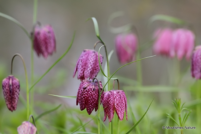 <em>Fritillaria meleagris</em>
