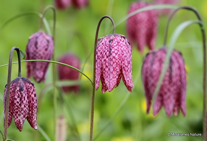 <em>Fritillaria meleagris</em>