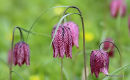 <em>Fritillaria meleagris</em>