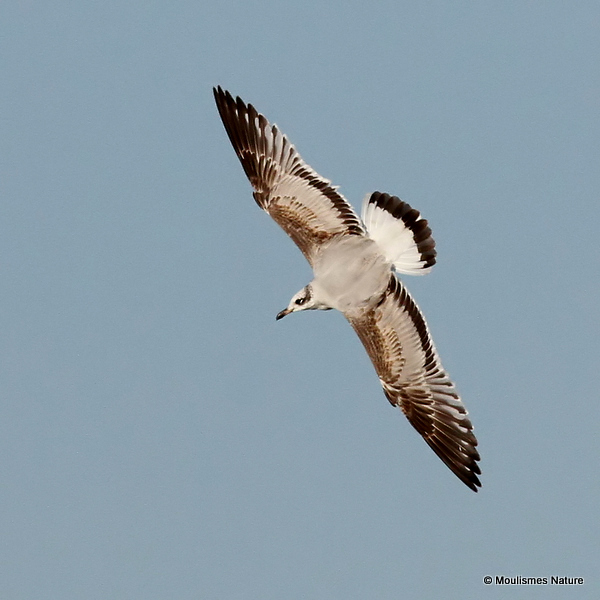 L. melanocephalus 1st-winter