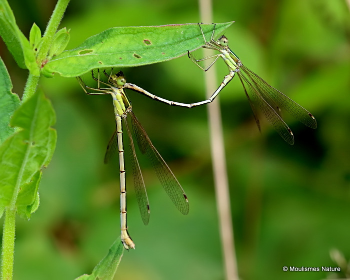 Southern Emerald Damselflies (Lestes barbarus)