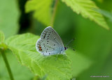 Short-tailed Blue (Everes argiades) M