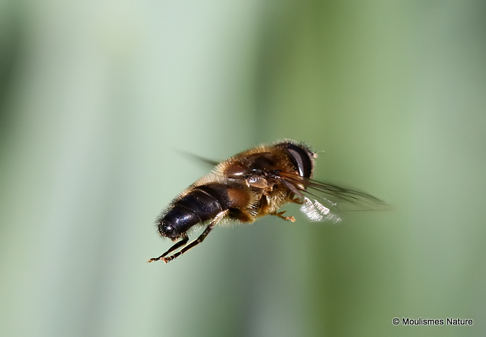 Eristalis pertinax (Tapered Dronefly)
