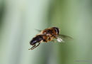 Eristalis pertinax (Tapered Dronefly)