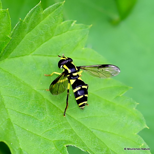 Xanthogramma pedissequum (Superb Ant-hill Hoverfly) F