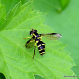 Xanthogramma pedissequum (Superb Ant-hill Hoverfly) F