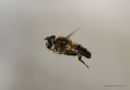 Eristalis pertinax (Tapered Dronefly)