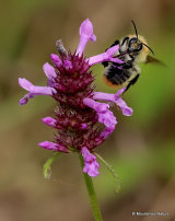 Stachys officinalis, Betony