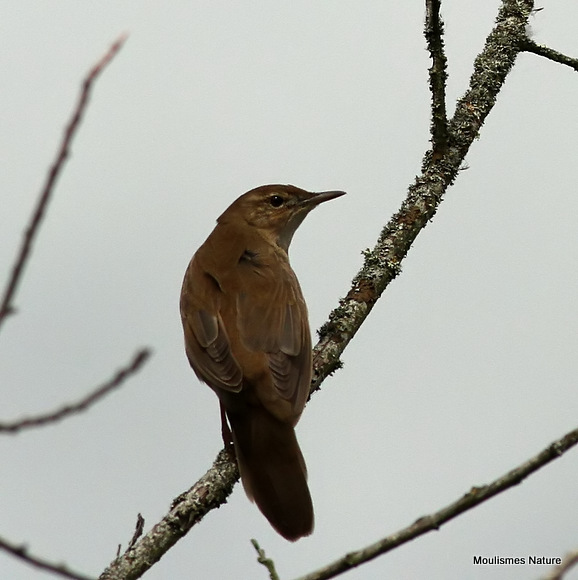 Savi's Warbler (Locustella luscinioides)