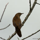 Savi's Warbler (Locustella luscinioides)