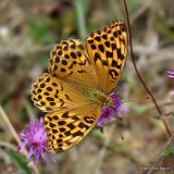 Silver-washed Fritillary (Argynnis paphia) F