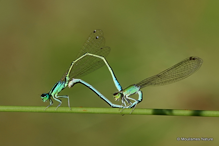 Scarce Blue-tailed Damselflies (Ischnura pumilio)