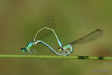 Scarce Blue-tailed Damselflies (Ischnura pumilio)