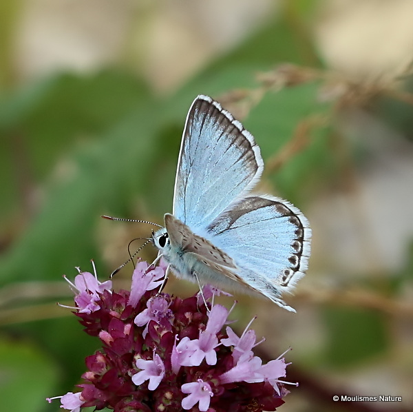 Chalk-hill Blue (Lysandra coridon) M