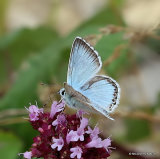 Chalk-hill Blue (Lysandra coridon) M