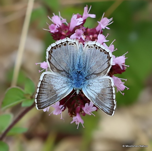 Chalk-hill Blue (Lysandra coridon) M