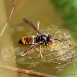 Vespa velutina (Asian Hornet)