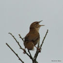 Savi's Warbler (Locustella luscinioides)